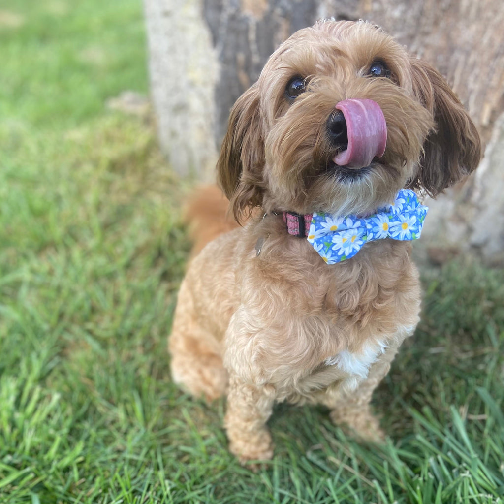 Daisy Bow Tie