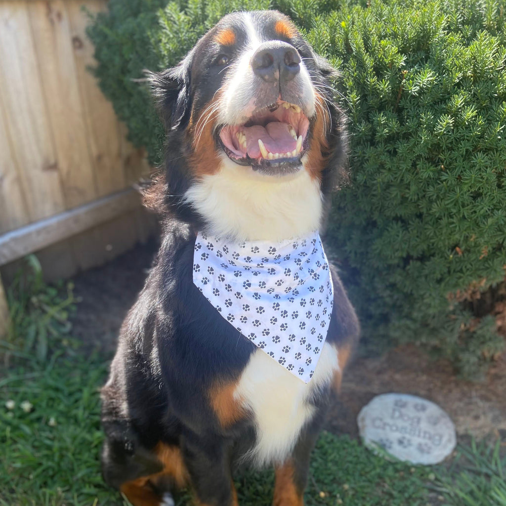 Paw Print Bandana