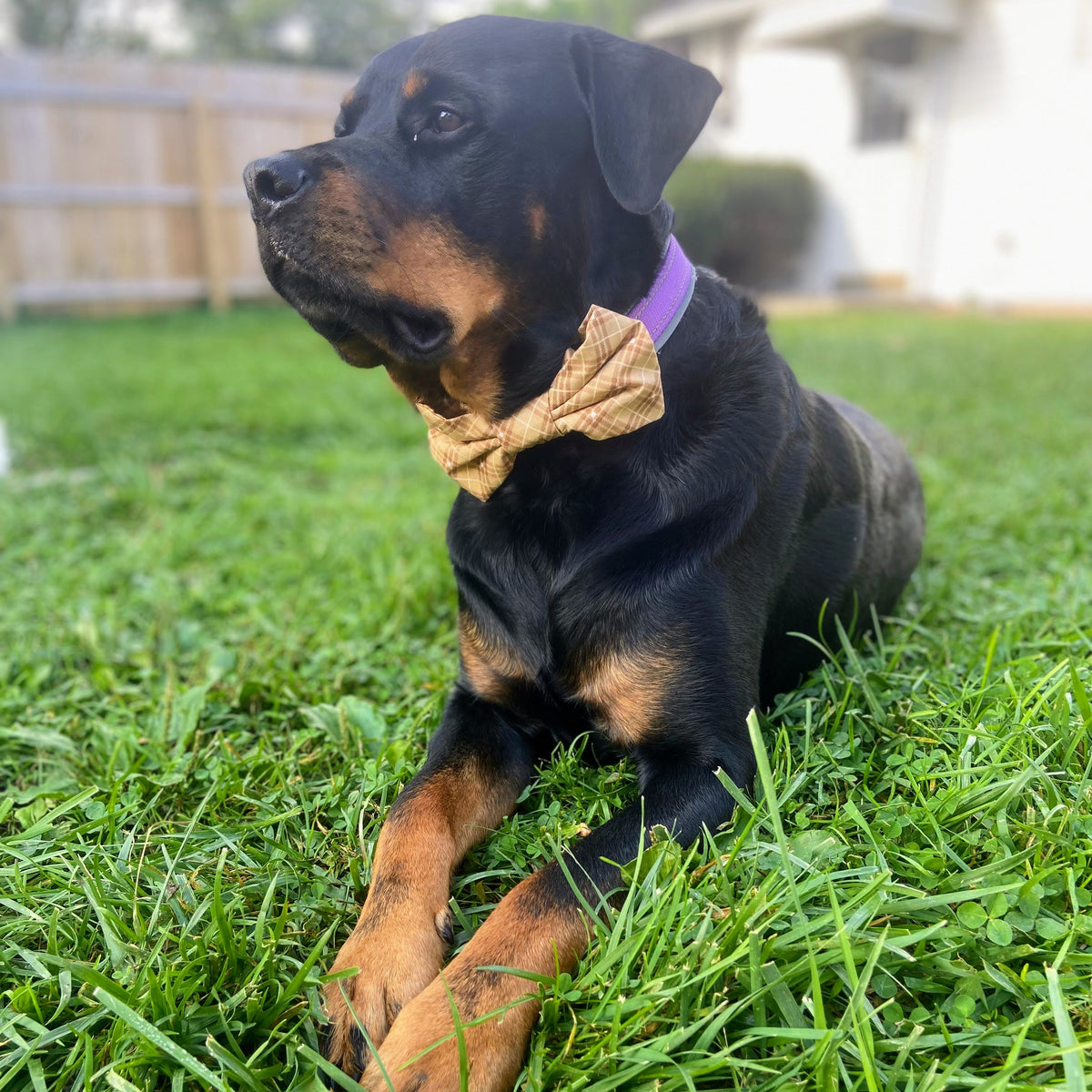 Autumn Plaid Bow Tie